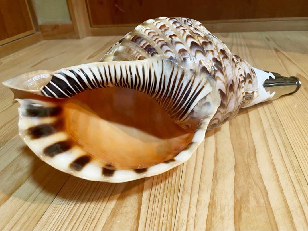 修験道法螺貝 山伏 密教 魔除け 熊よけ❣️ほら貝 ホラガイ