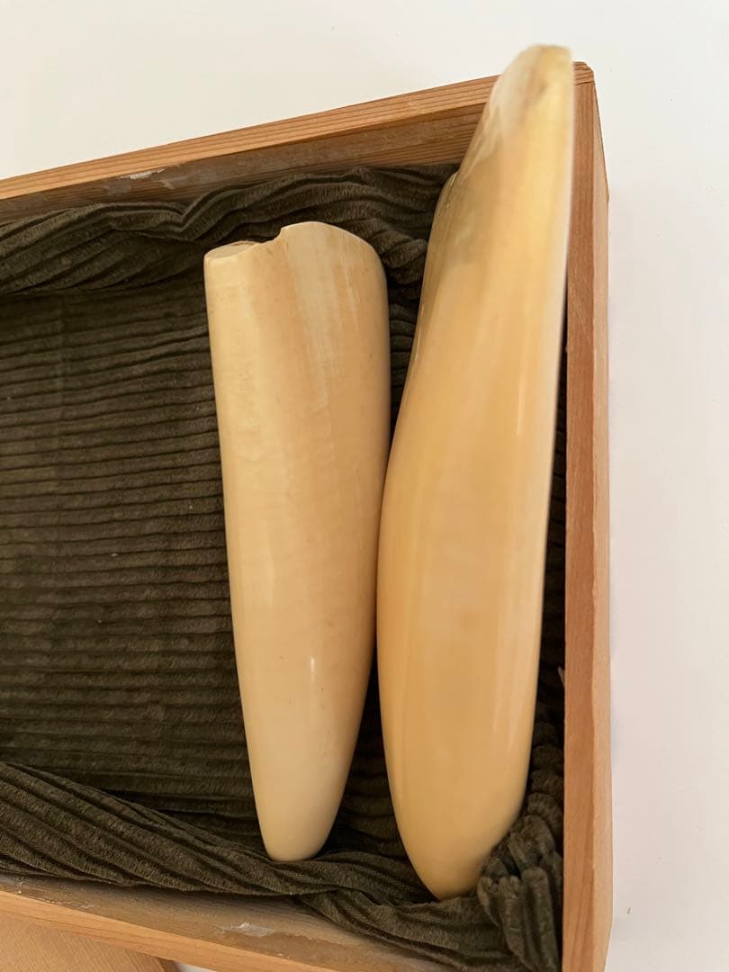 抹香鯨牙　マッコウクジラ