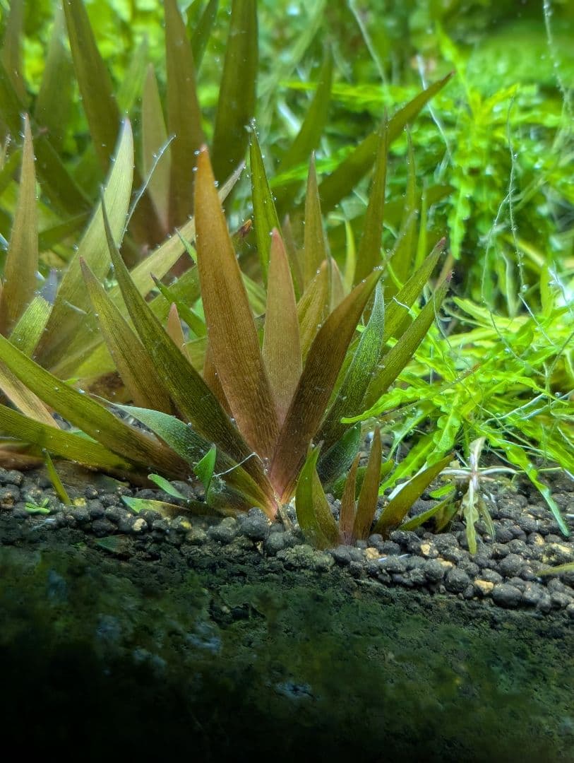 24時間限定半額 xyris sp red水中葉子株1株 水草 ADA 水槽 - メルカリ