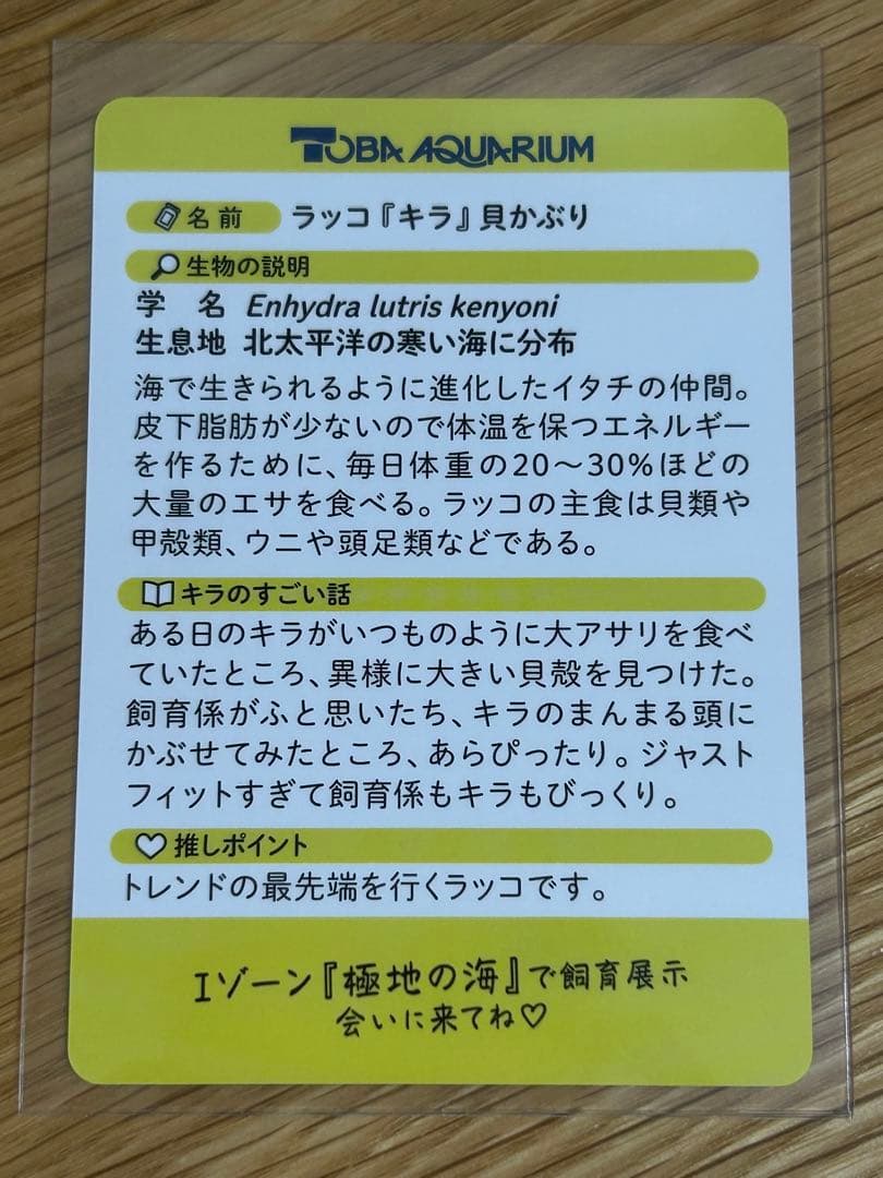 あ*だ様 【鳥羽水族館】コレクションカード　キラ（レアカード）　ラッコ　貝かぶり