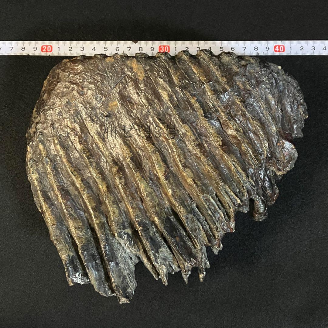 ナウマンゾウ 臼歯 化石 希少）マンモス ナウマンゾウ 歯化石 臼歯