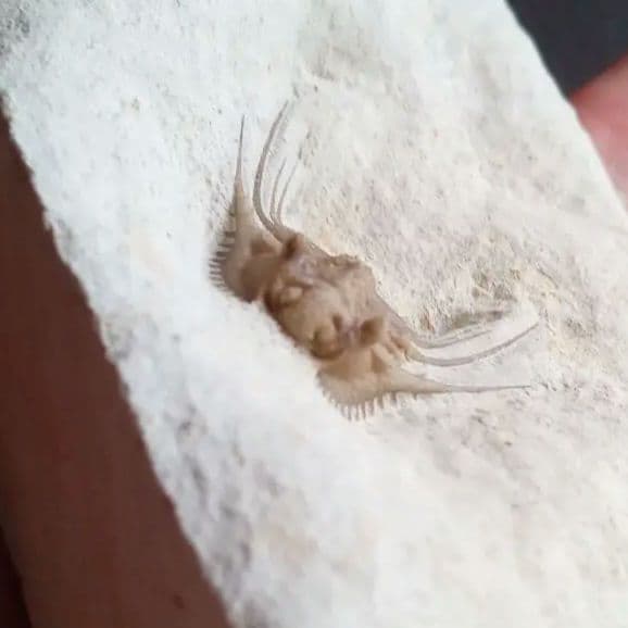 三葉虫　USA　ケトネラスピス　極美　希少