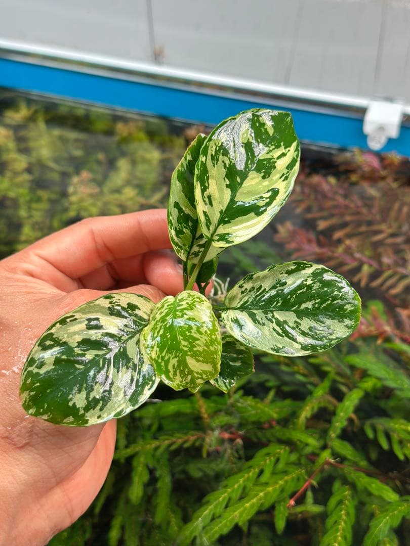 アヌビアスナナ斑入りキング Anubias Variegated King アヌビアス