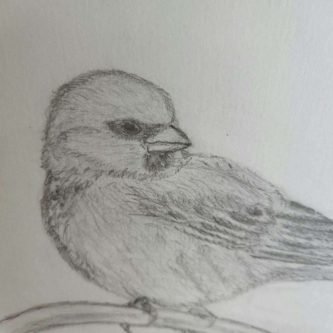 雀 すずめ スズメ 鳥 A4 鉛筆画 動物画 素人 の 絵 - メルカリ