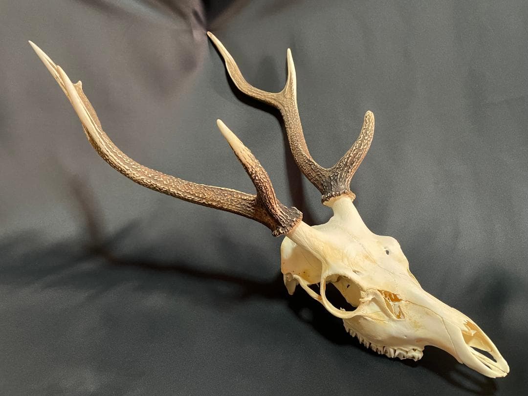 日本鹿】三段角の日本鹿の頭蓋骨 - メルカリ