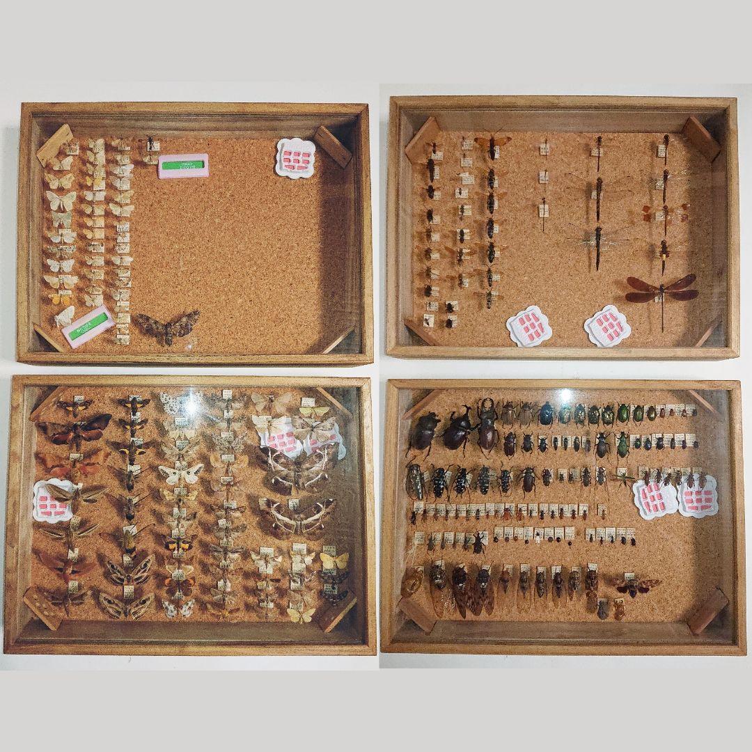 昆虫類 蛾トンボ カブトムシ 標本ケース付 4セット□大型標本箱 ドイツ箱