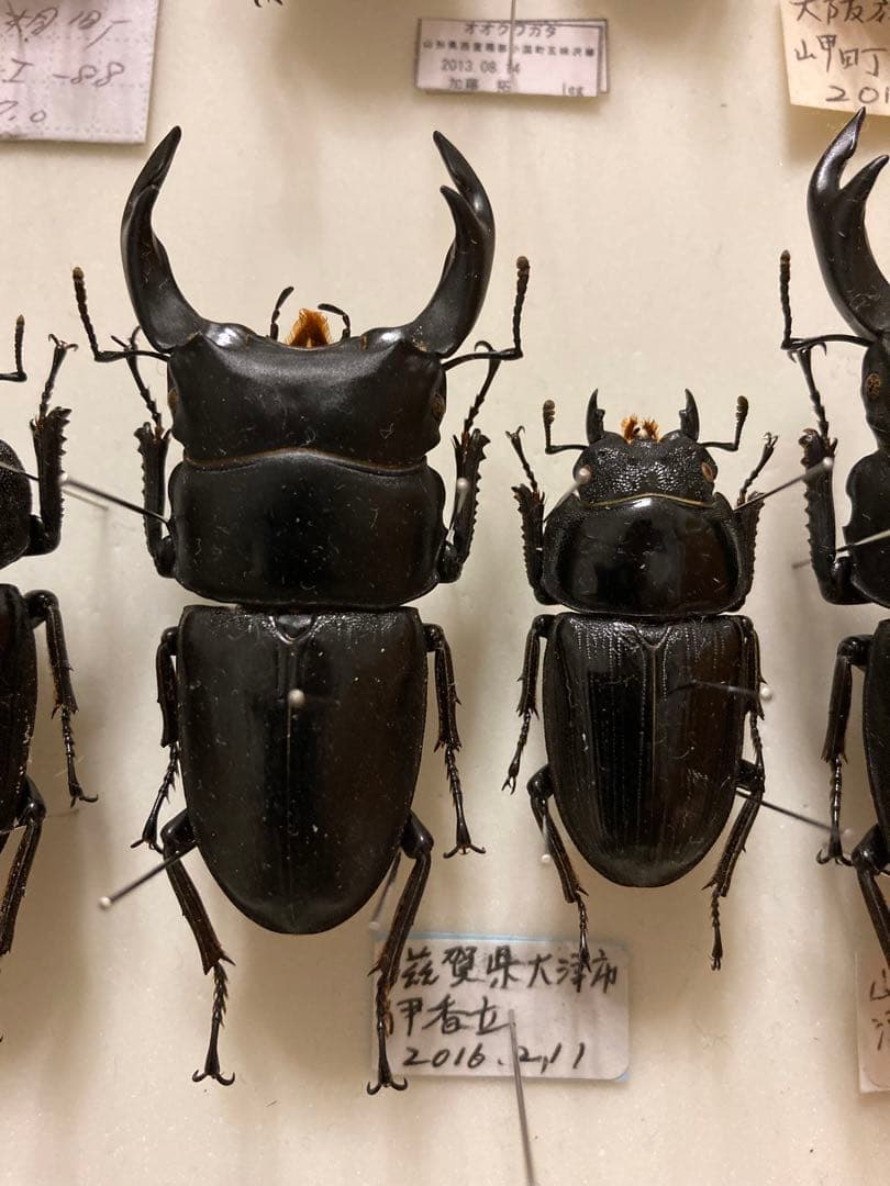 注文 特大 超貴重【野外採集品】滋賀県産オオクワガタ ペア標本