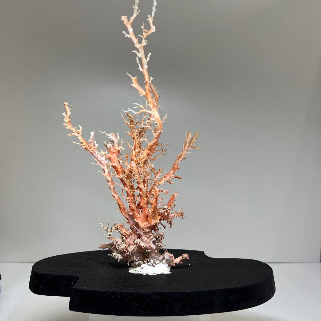 本桃色珊瑚原木 ケース付 東Y7-1209④トヒオ - メルカリ