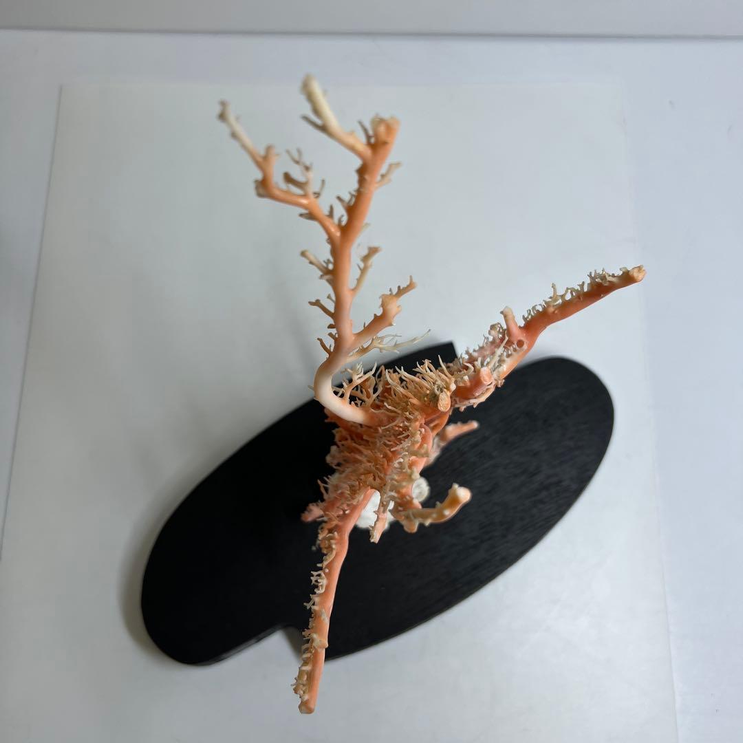 本桃色珊瑚原木 ケース付 東Y7-1209④トヒオ - メルカリ