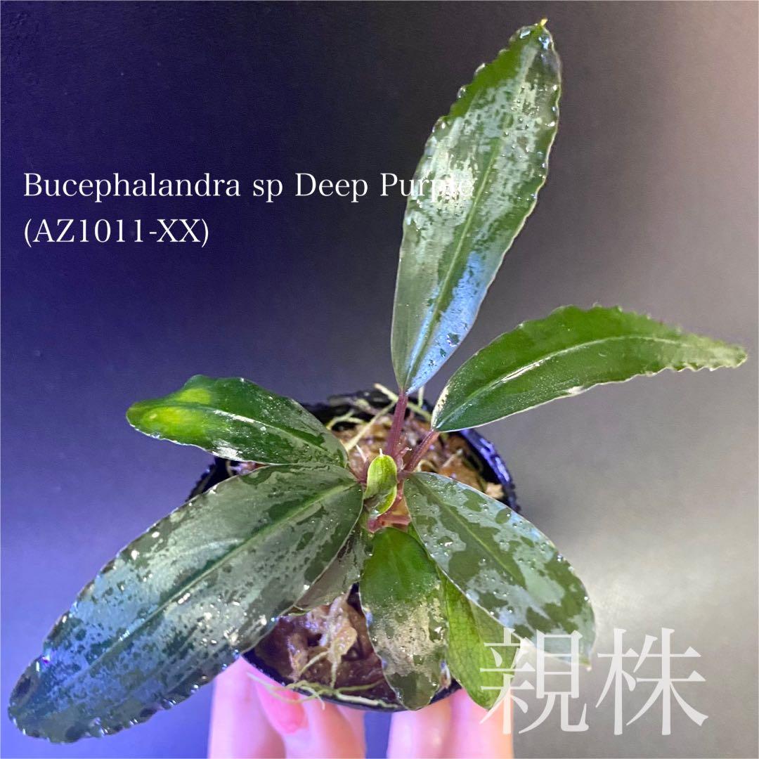 Bucephalandra Deep Purple 【AZ1011-XX】初期