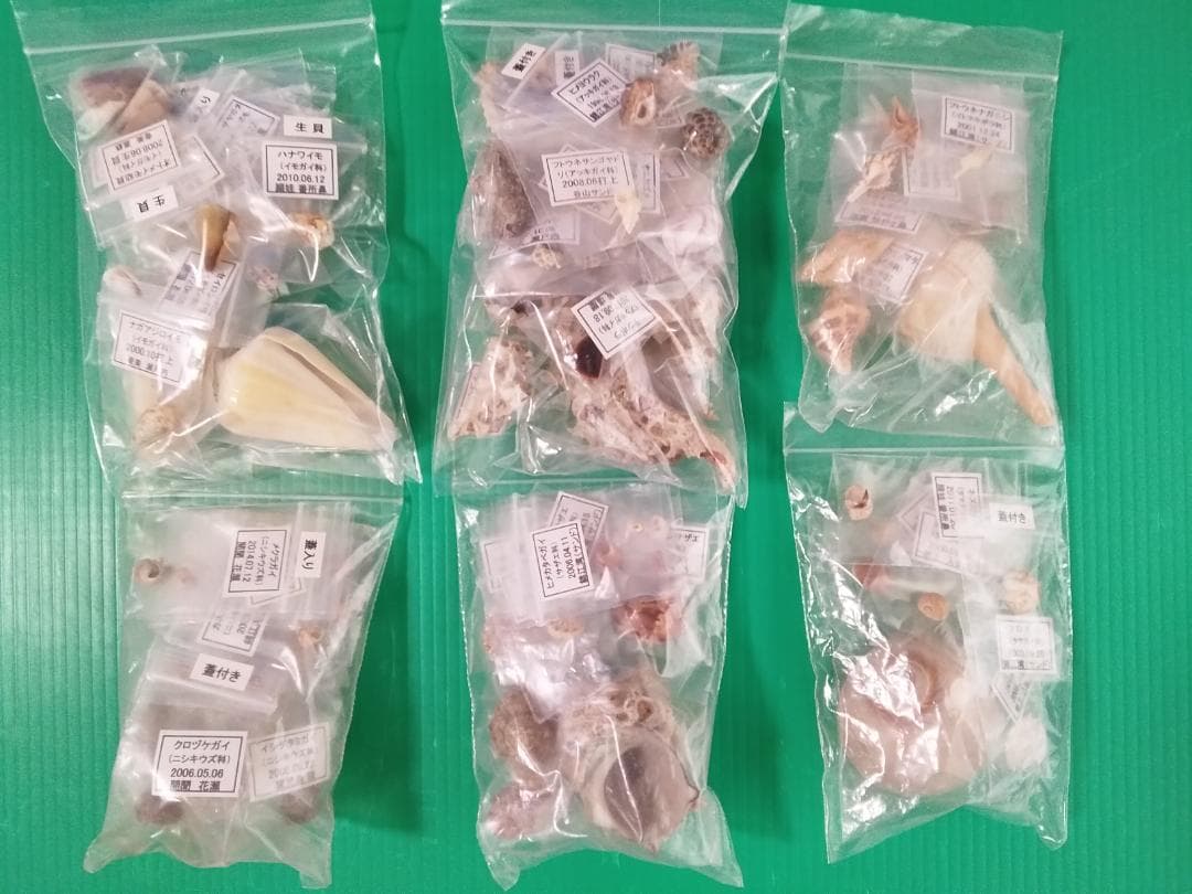 鹿児島県内で採集した「中型・小型・微小貝の貝殻280種類」 産地