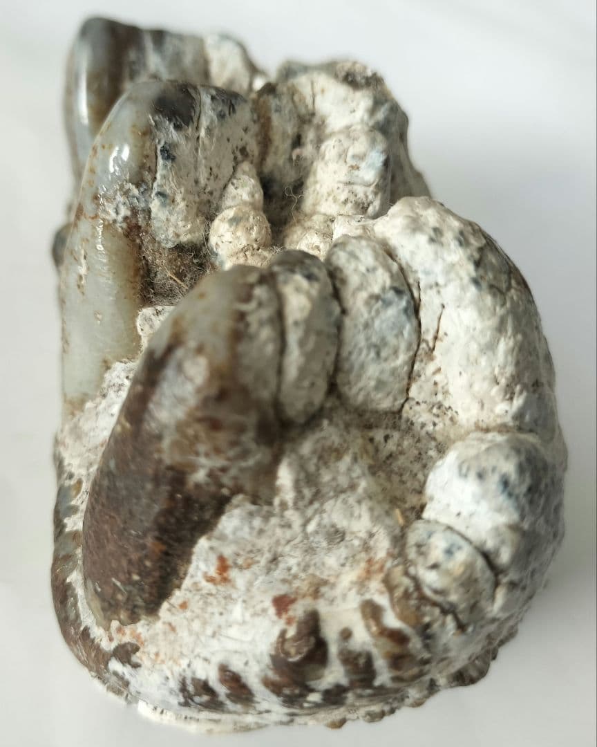 ペンタロフォドンの歯の化石の通販はau PAY マーケット - 輸入雑貨の