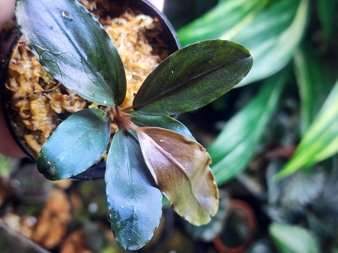 ムネオ様 リクエスト 2点 まとめ商品 ネムネコ様 リクエスト 2点 まとめ商品 - メルカリ