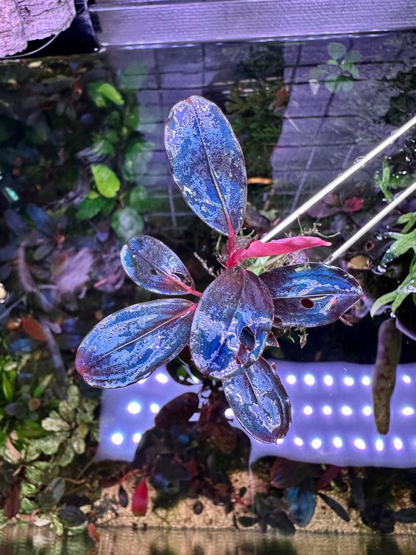 ブセファランドラsp. Moonlight 大きめの株で4つの芽があり石付き