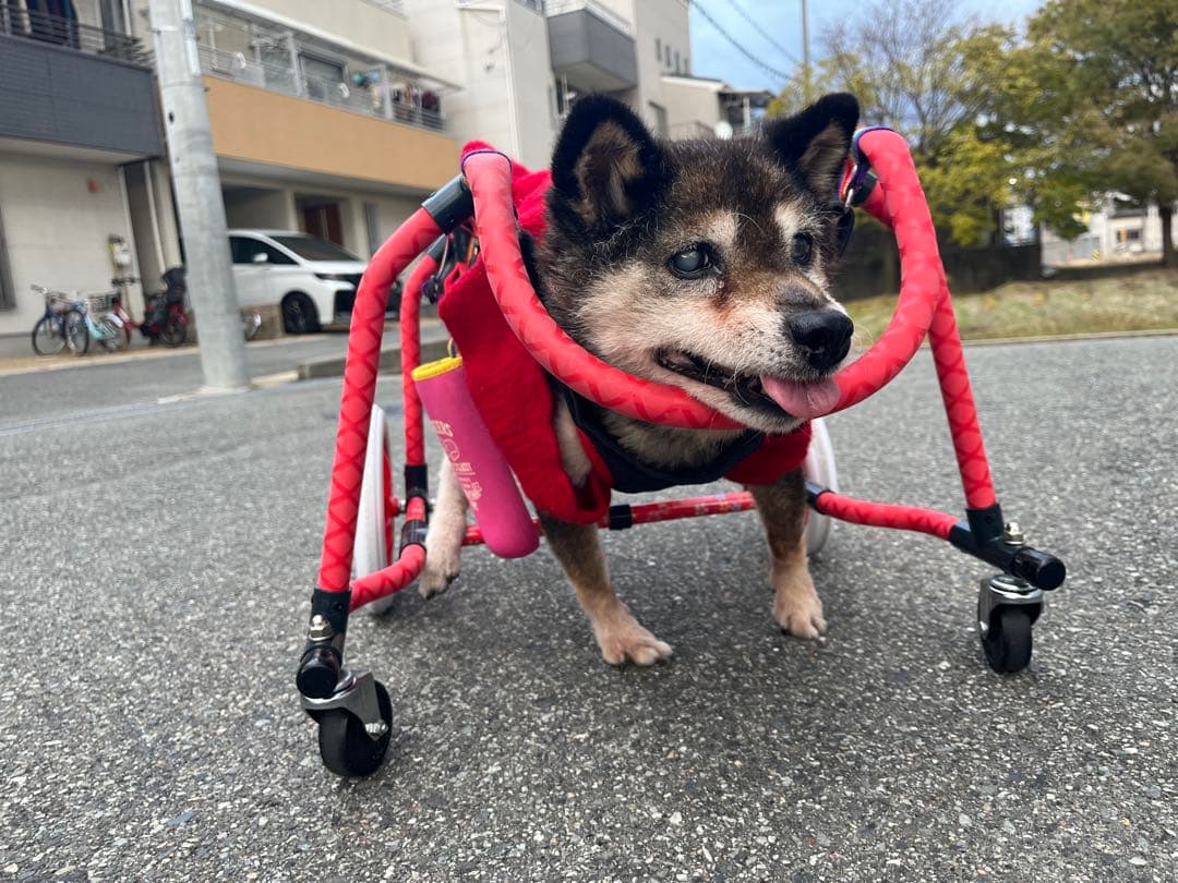 SusanLanci スーザンランシー ハーネス S アメリカ製 セレブ犬