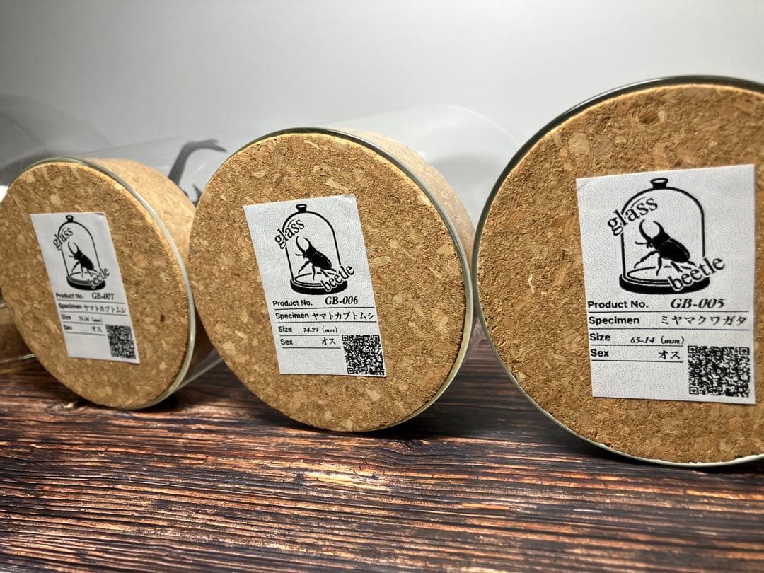 Glass Beetleノコギリクワガタ（モザイク）飛翔標本 GB-004】