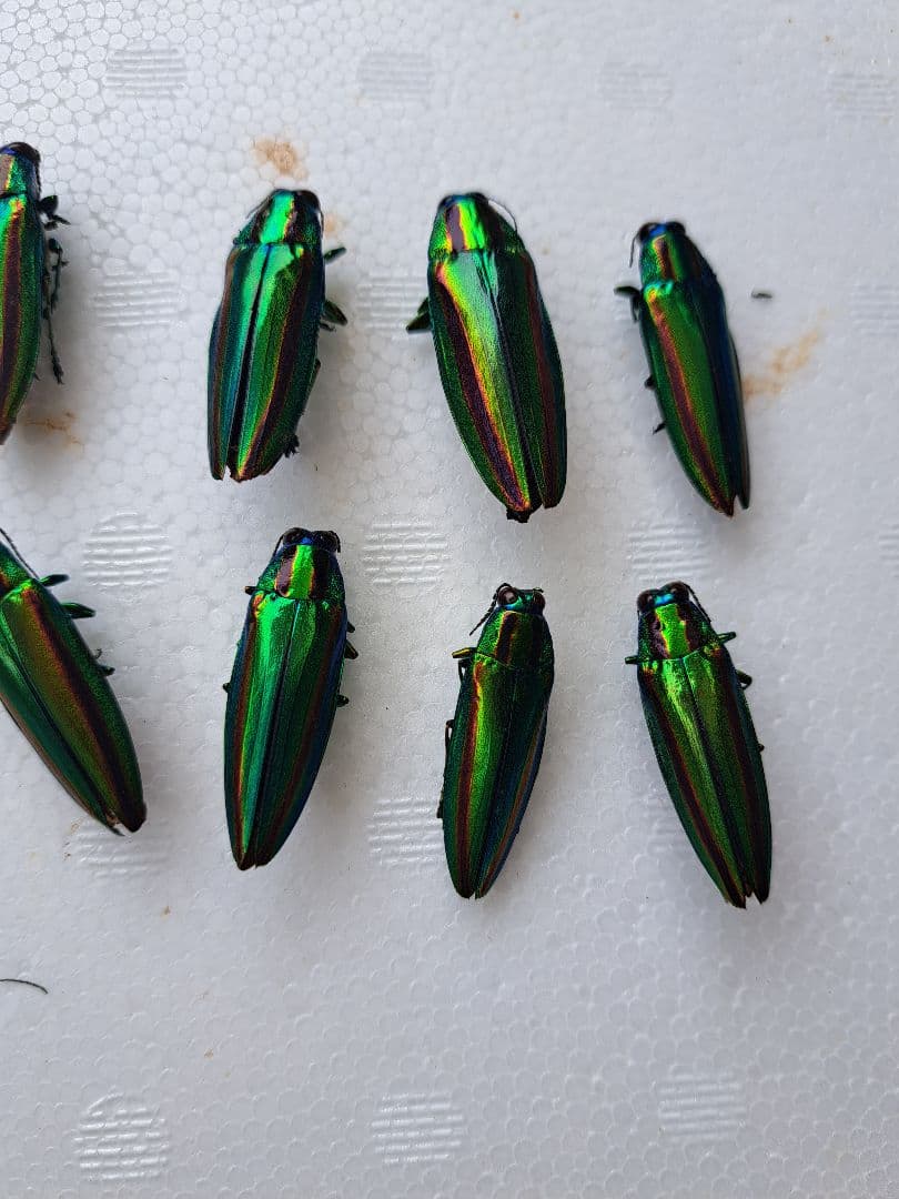 渡*辺様 36匹の緑色光沢昆虫標本 ヤマトタマムシ 装飾 2026年