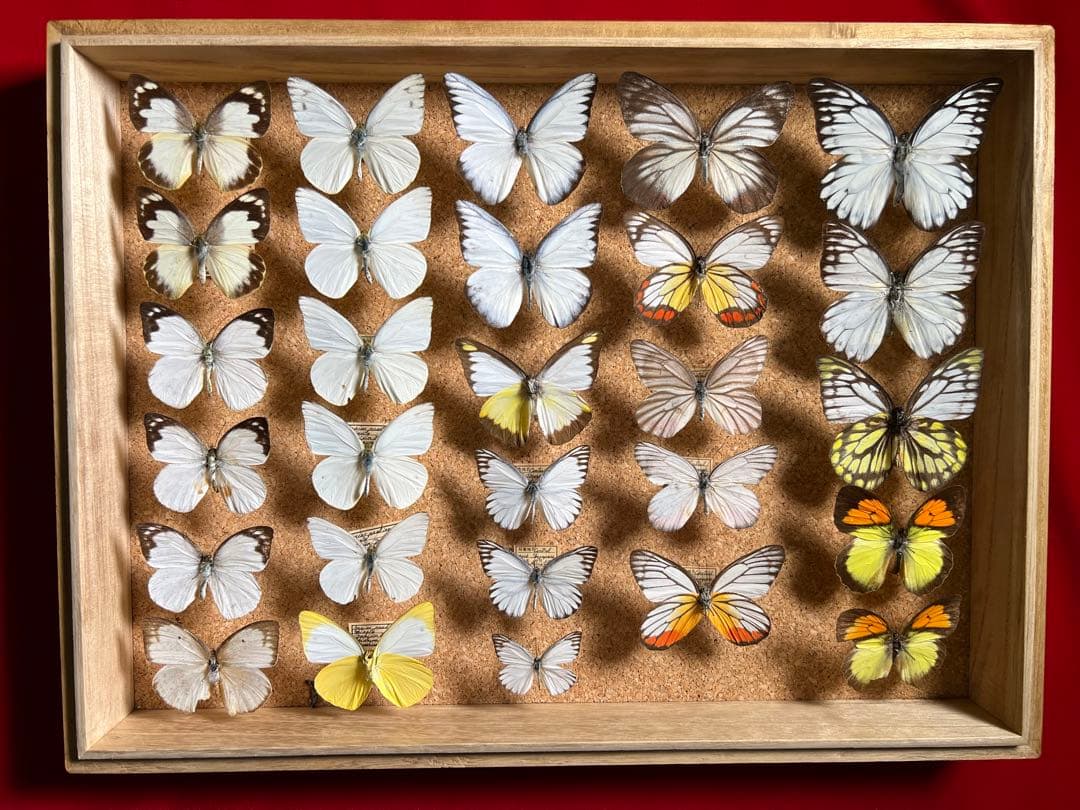 □ 外国産蝶標本 ヒイロ(デタニ)ツマベニチョウ A-♂ ペレン島 産 野外