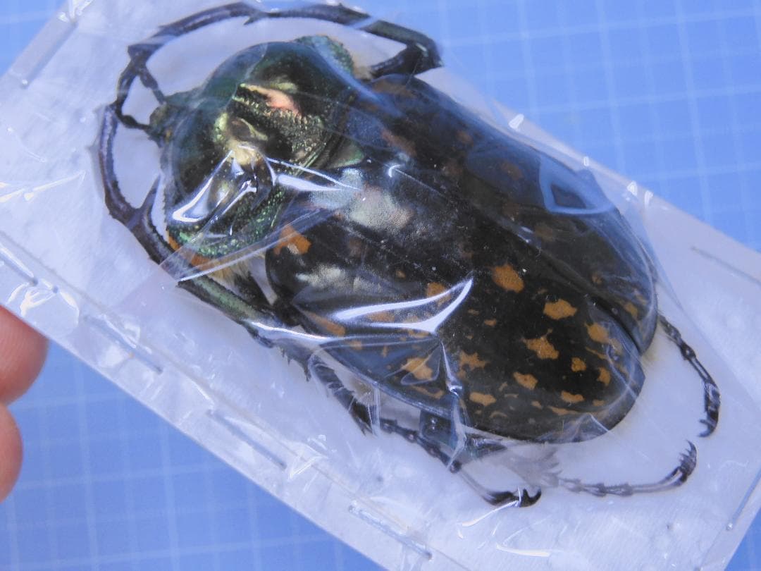 Cheirotonus formosanus 54mm