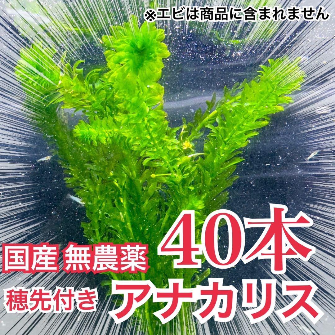 40本】穂先付き国産アナカリス（オオカナダモ）水草産卵藻金魚草金魚藻