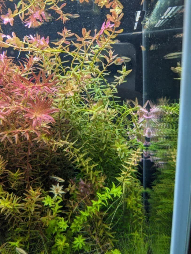 メルカリ便 クシリスSPレッド水中葉子株1株 水草 ADA 水