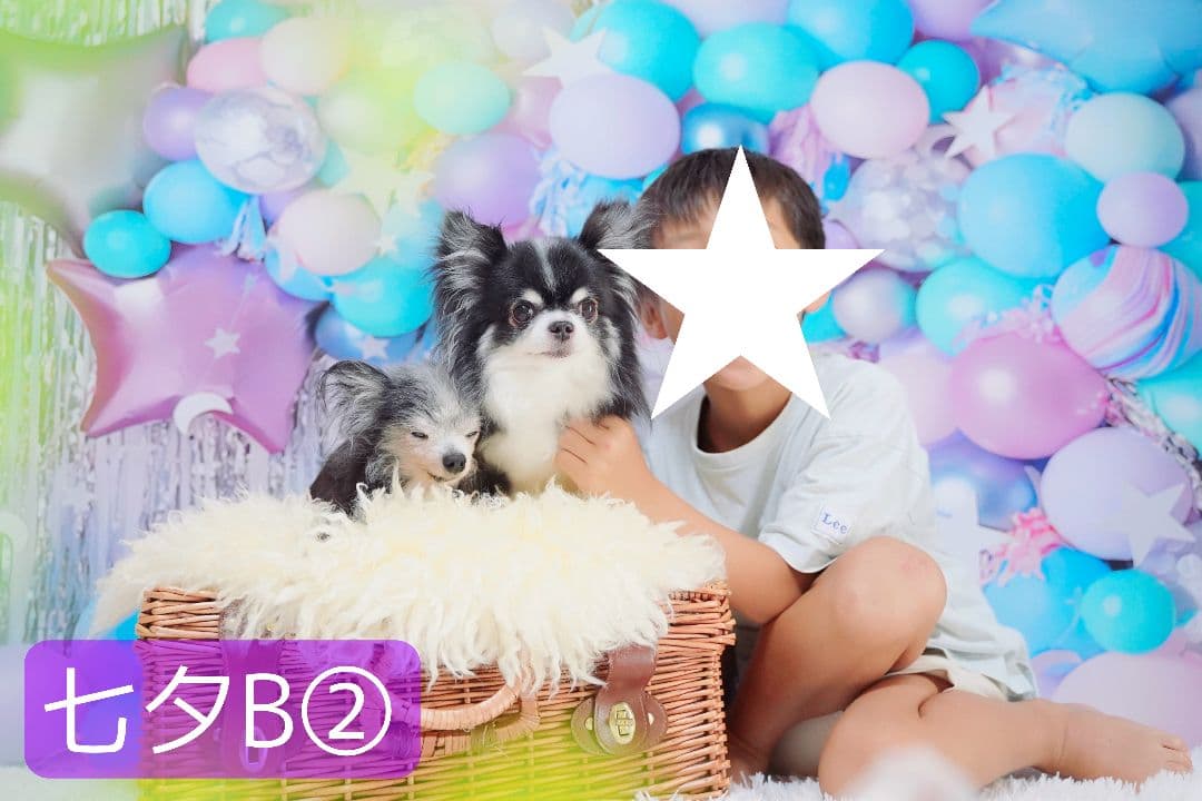 背景布【ぼかしJ】サンプル ペット撮影用フォトブース 1月 玉ボケ 幻想的