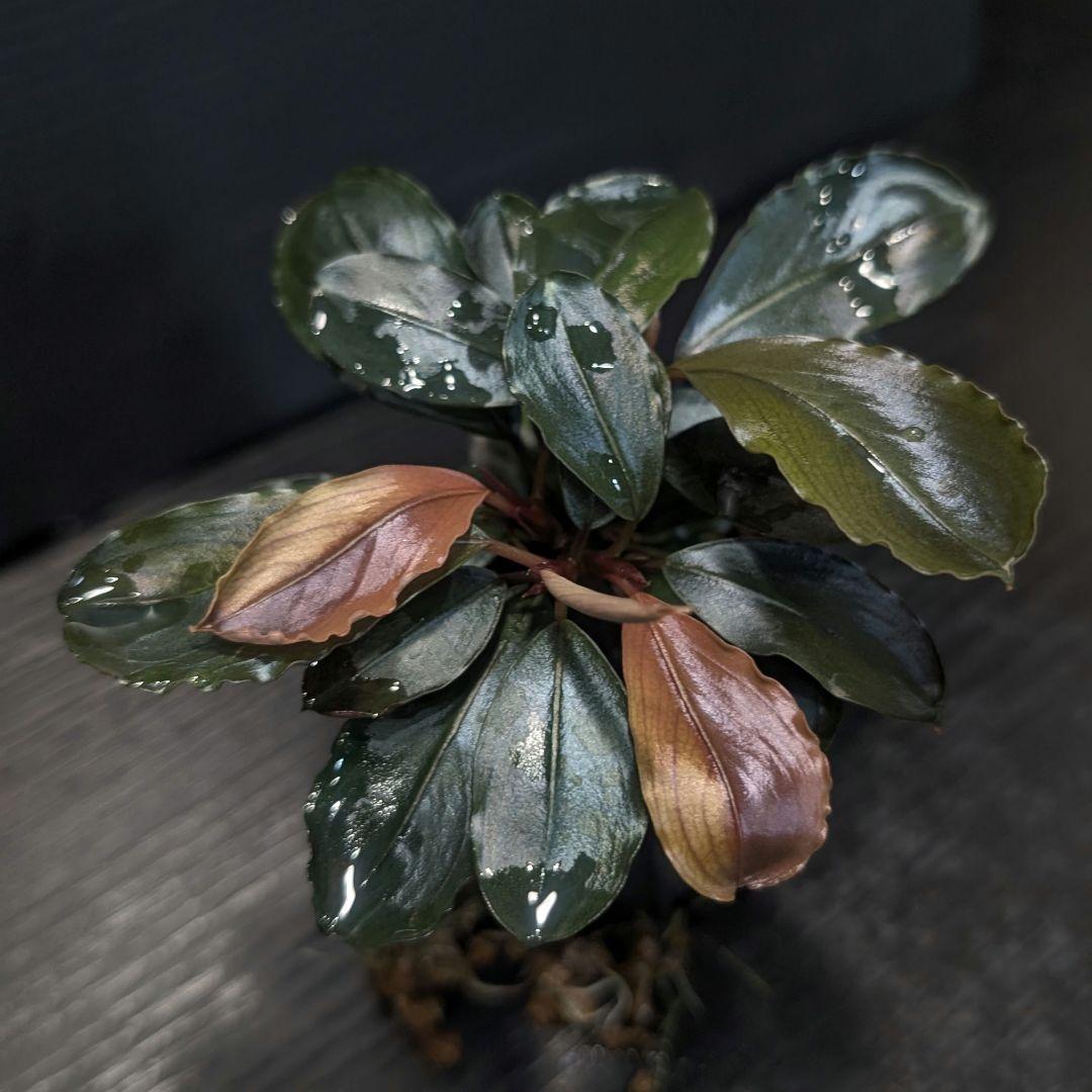 【TB便】Bucephalandra sp.\"Nanga mahap\" TB便】Bucephalandra sp.