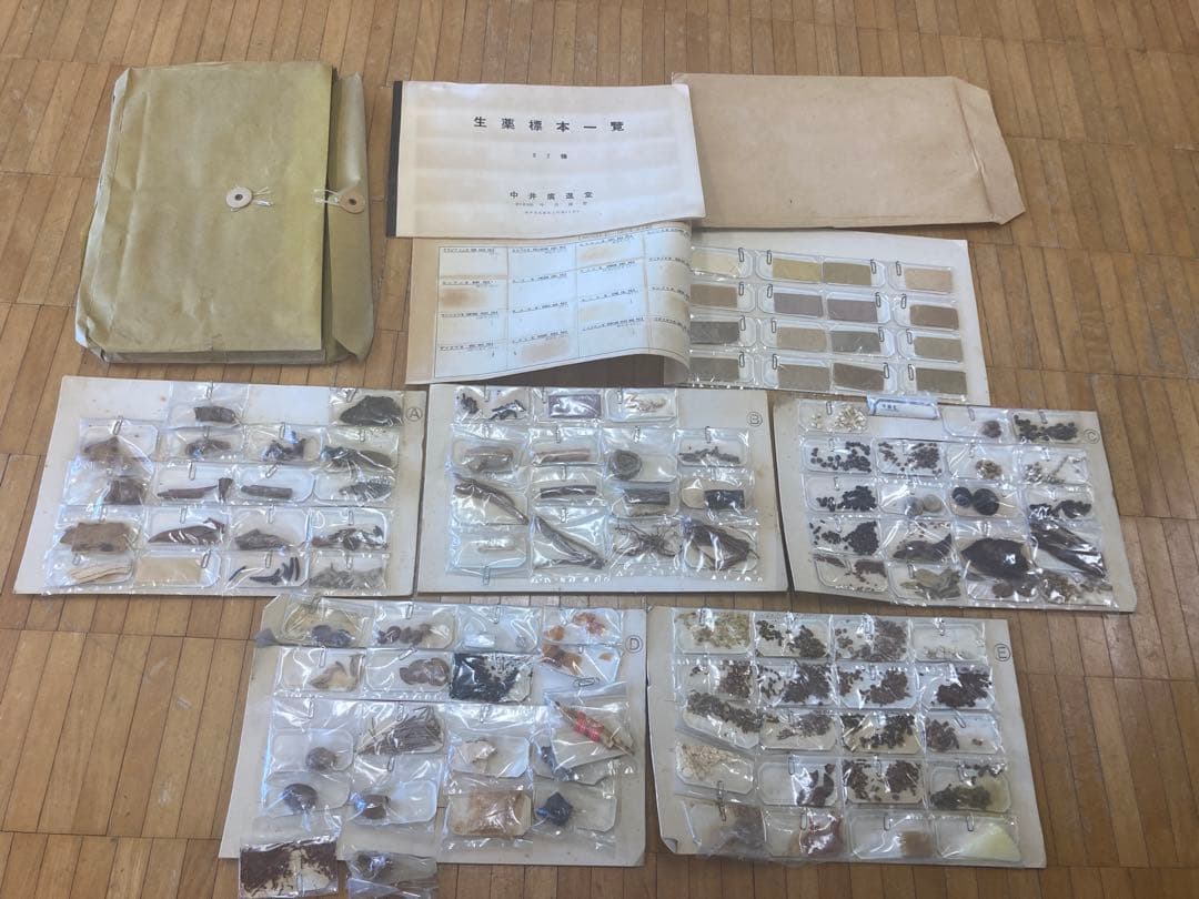 パラグアイ産センチコガネ 15mm