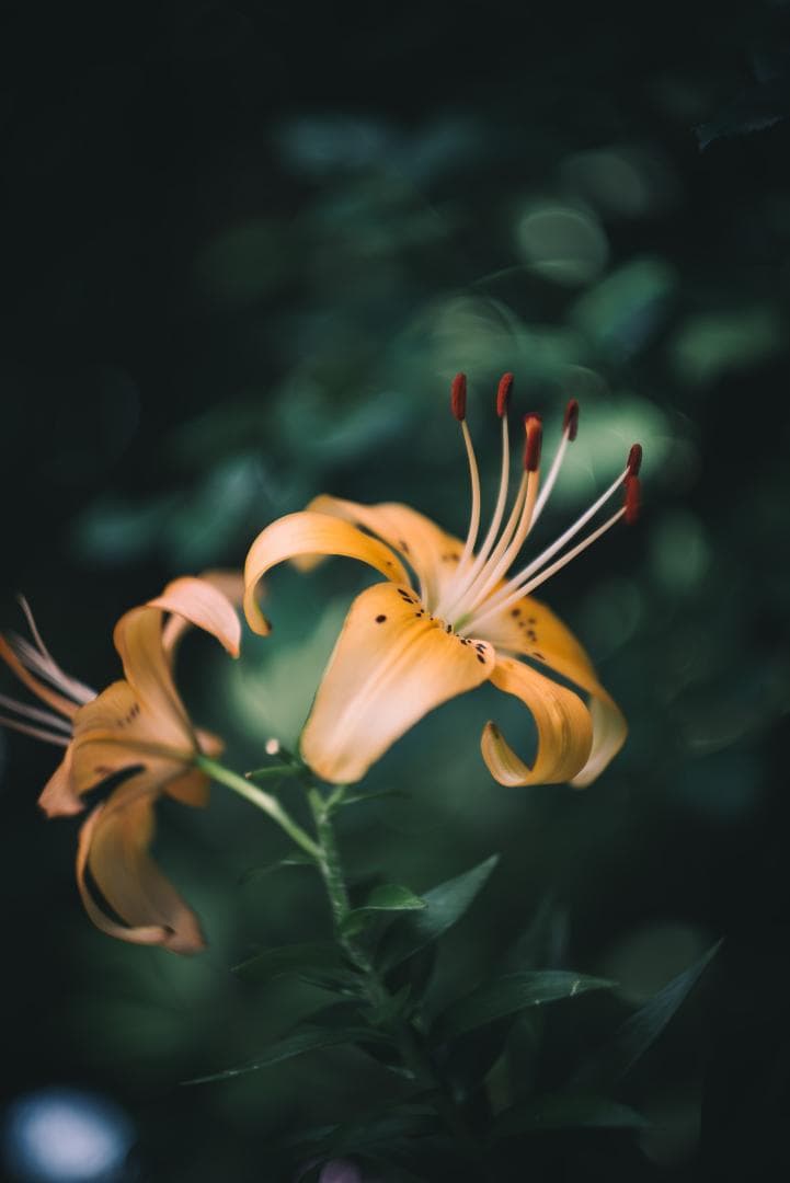 山崎磨き！Leica Summarit 50mm f1.5 オールドレンズ