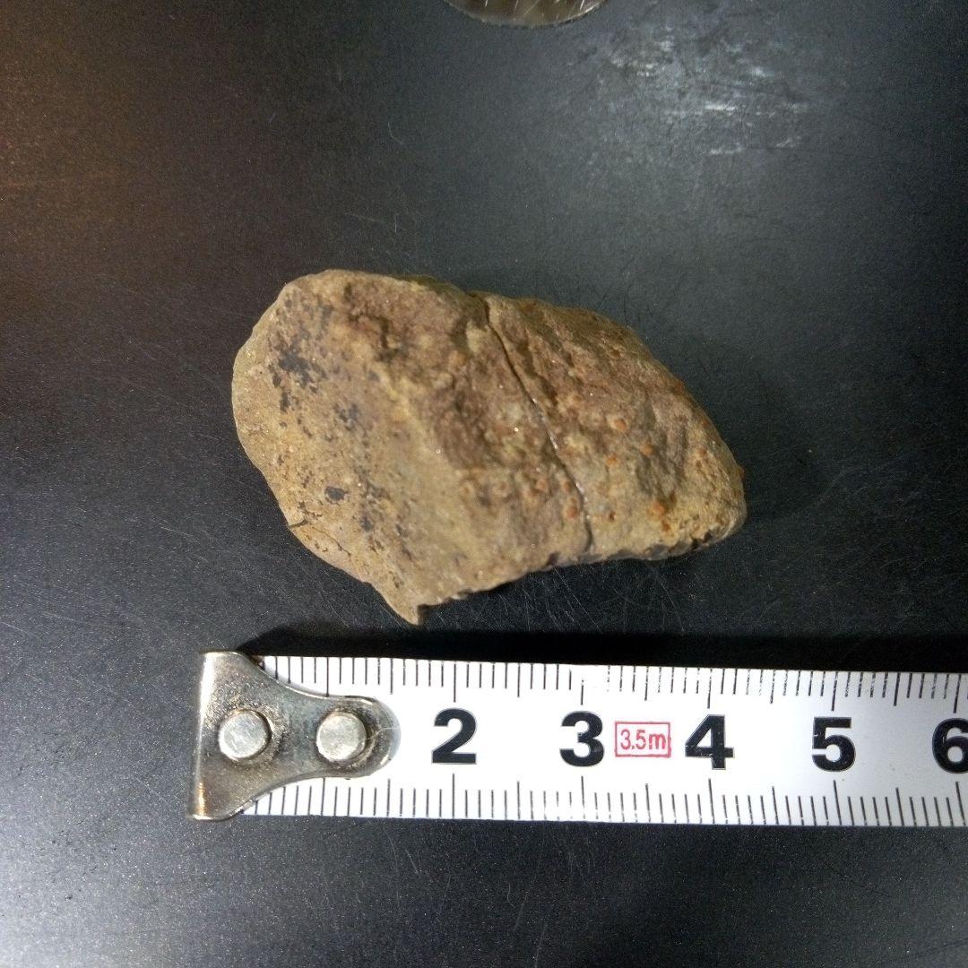 三葉虫 化石 fossil ボリビア産 トライロバイト Fossil番号⑤