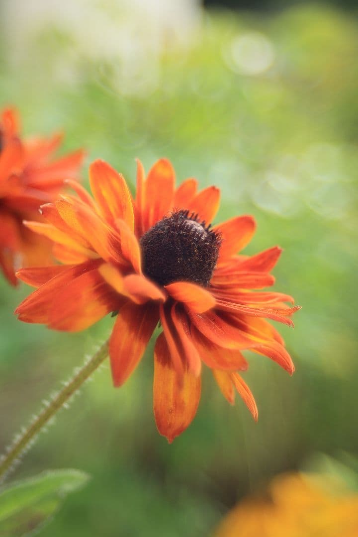 TAMRON SP 28-80mm F3.5-4.2 27A 【光学美品】