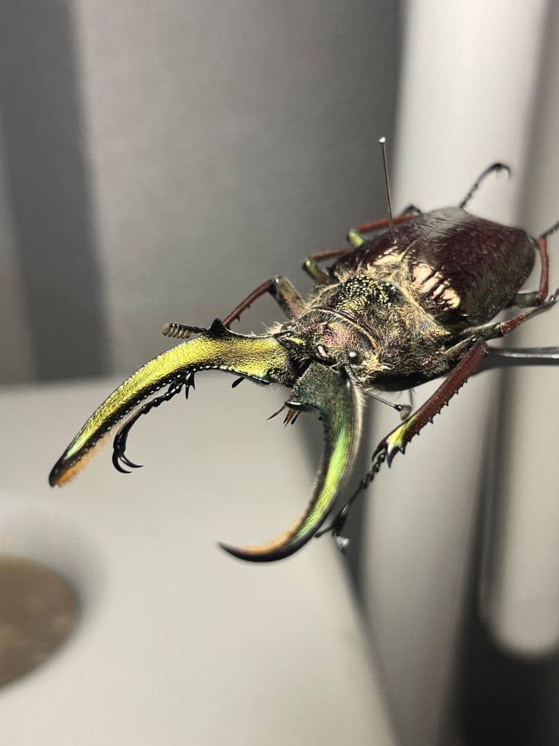 顎YELLOW】ギガンテウスシワバネクワガタ 昆虫標本 ニジイロクワガタ