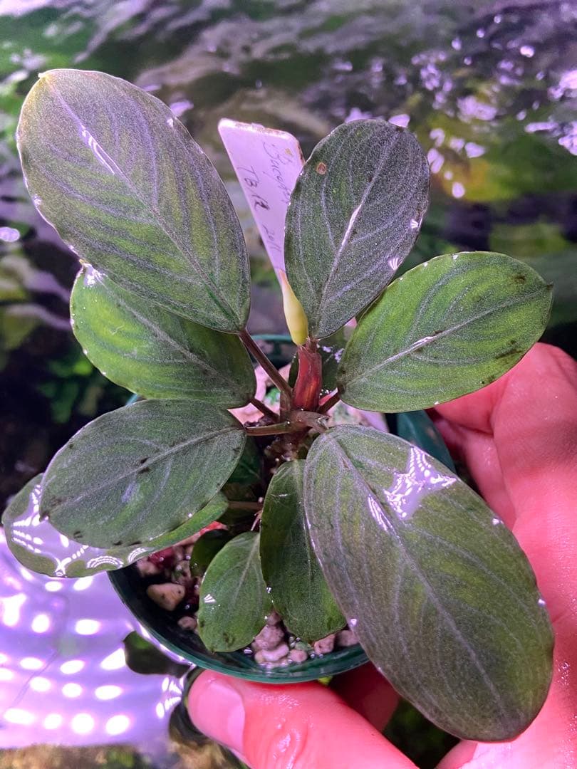 ブセファランドラ sp. パールグレイ (TB便) 2株+蕾 ブセファランドラ sp. パールグレイ (TB便) 2株+蕾 ブセファランドラsp