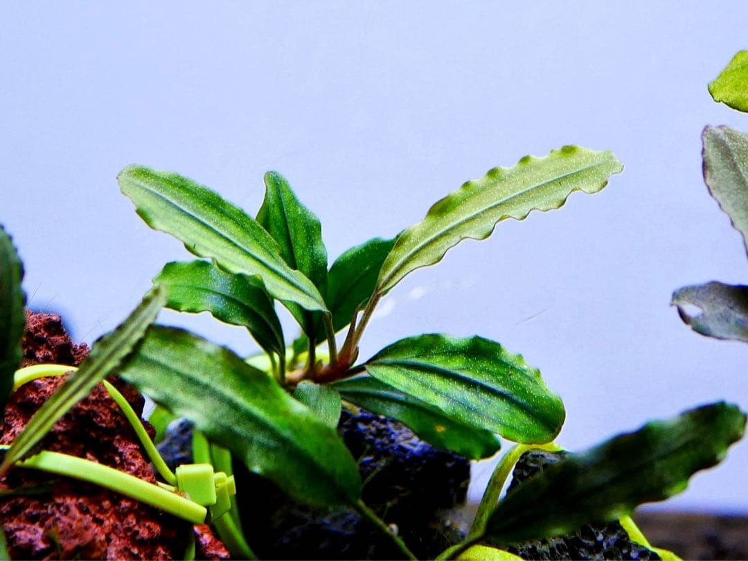 《激美》ブセファランドラ『不確定種１２株』【完全水中葉】溶岩石活着株