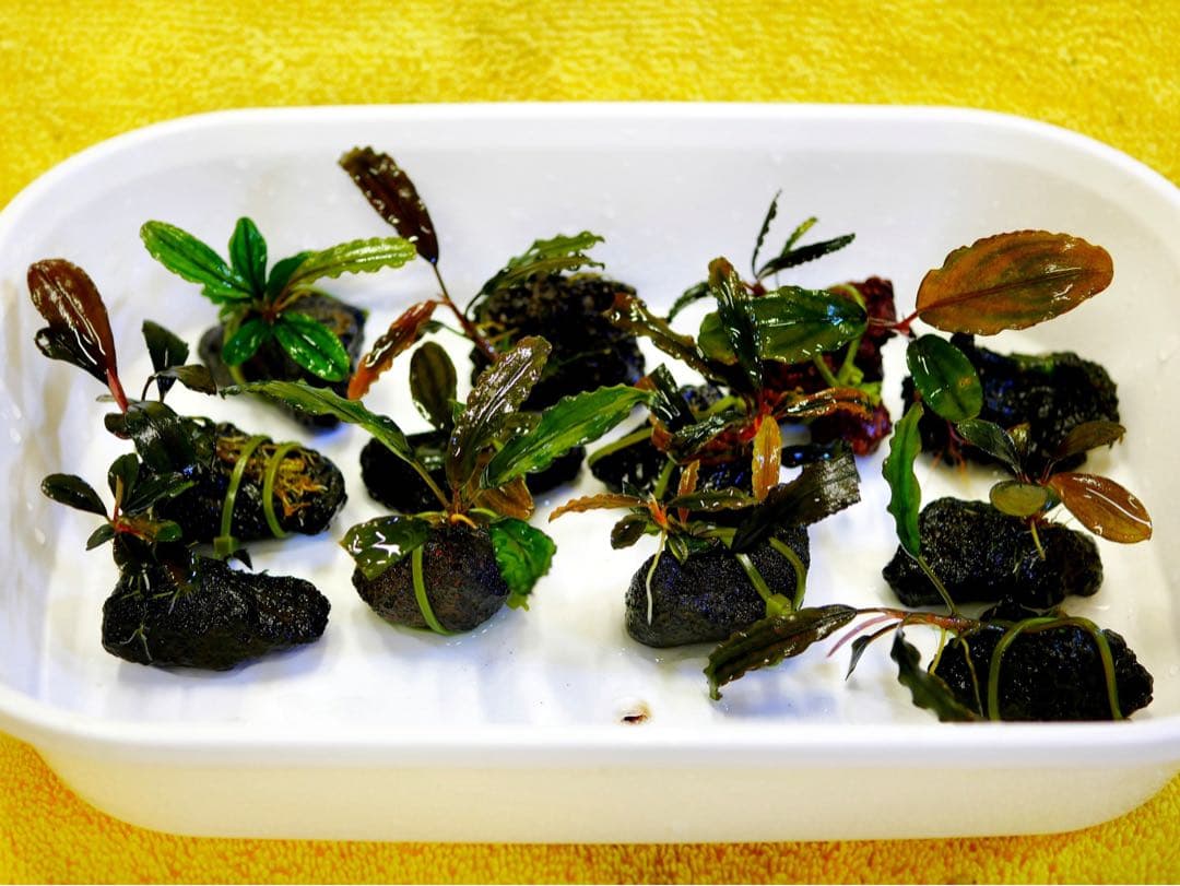 《激美》ブセファランドラ『不確定種１２株』【完全水中葉】溶岩石活着株