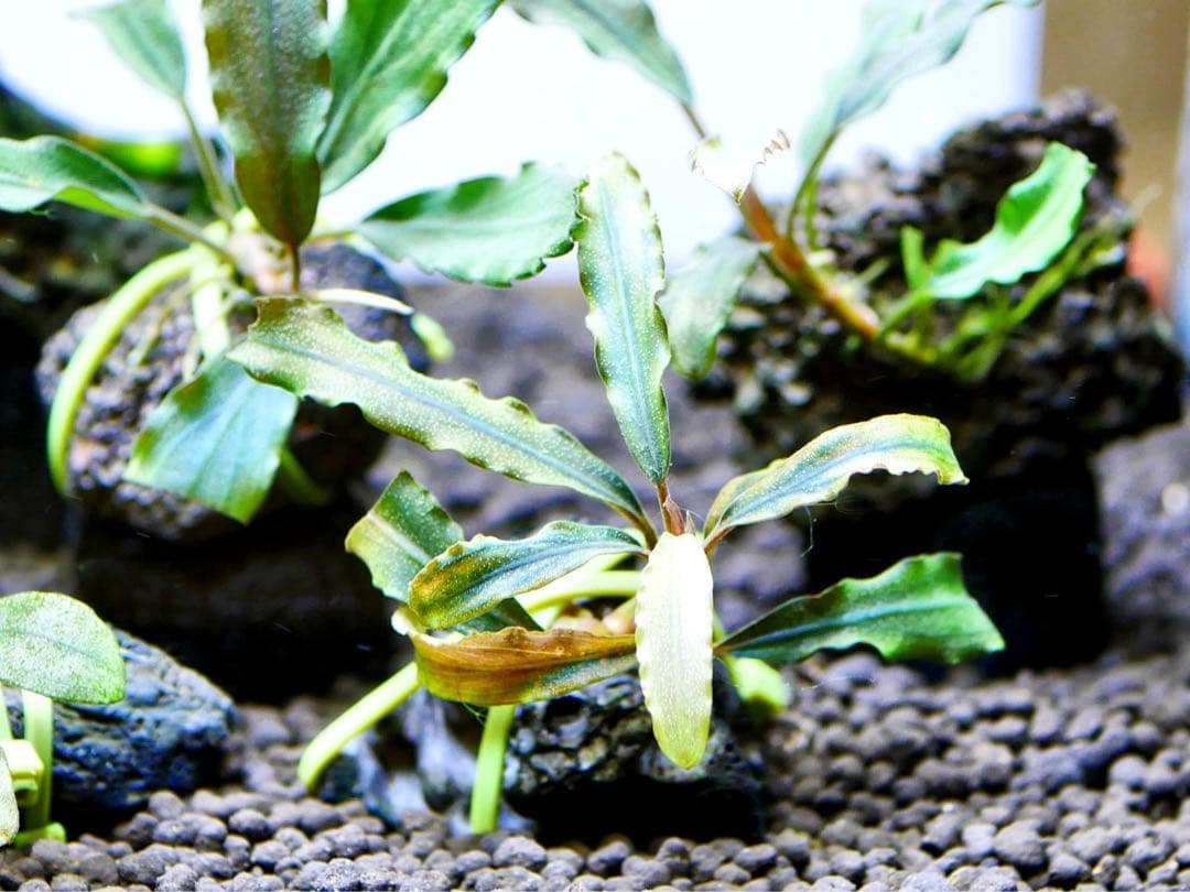 《激美》ブセファランドラ『不確定種１２株』【完全水中葉】溶岩石活着株