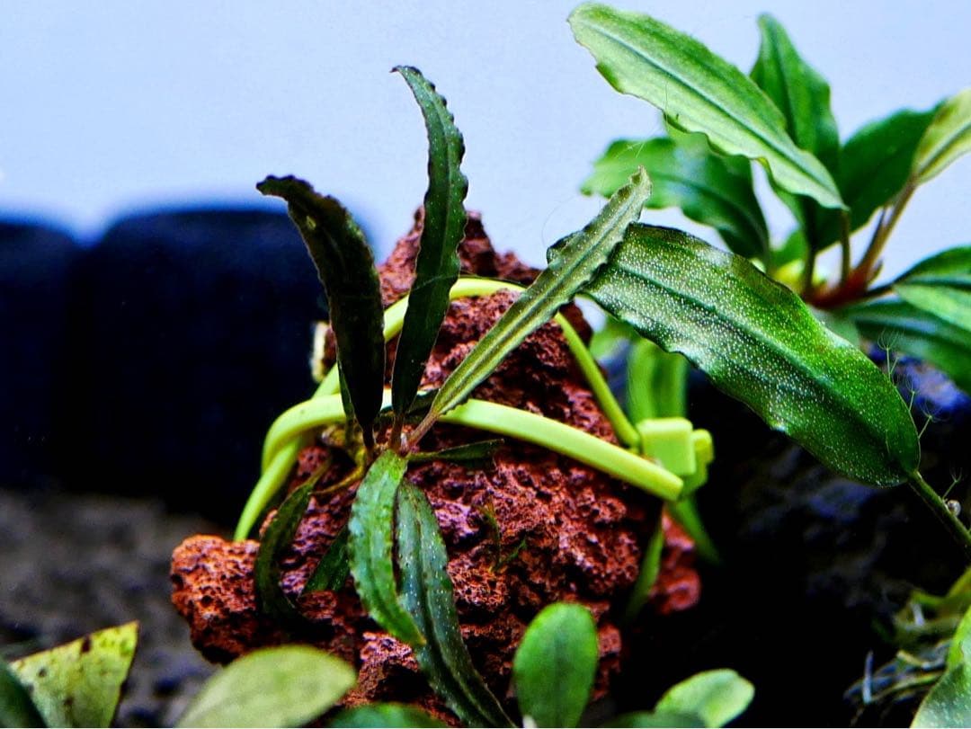 《激美》ブセファランドラ『不確定種１２株』【完全水中葉】溶岩石活着株