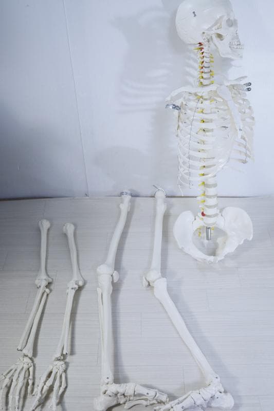 ◆骨格模型 人体模型 等身大　ヒューマンスカル 整体医学理科