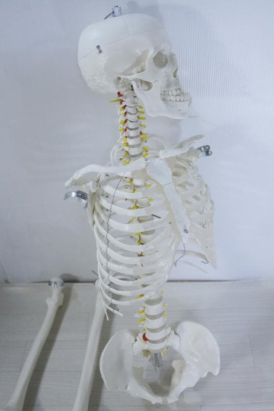 ◆骨格模型 人体模型 等身大　ヒューマンスカル 整体医学理科