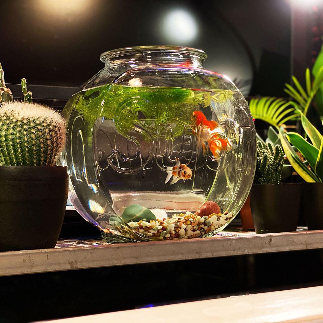 新品】Supreme / Fish Bowl | Shop at Mercari from Japan! | Buyee