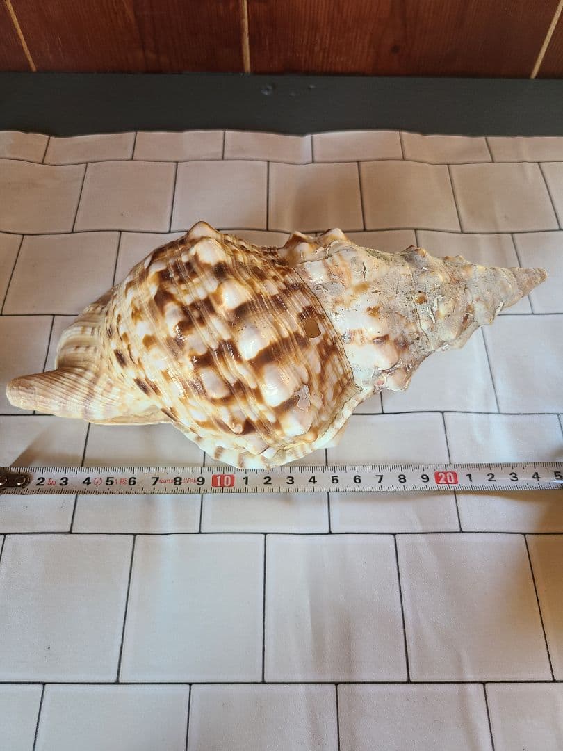 五島列島!特大! 貝殻 貝 標本 コレクション タカラガイ アンティーク 化石