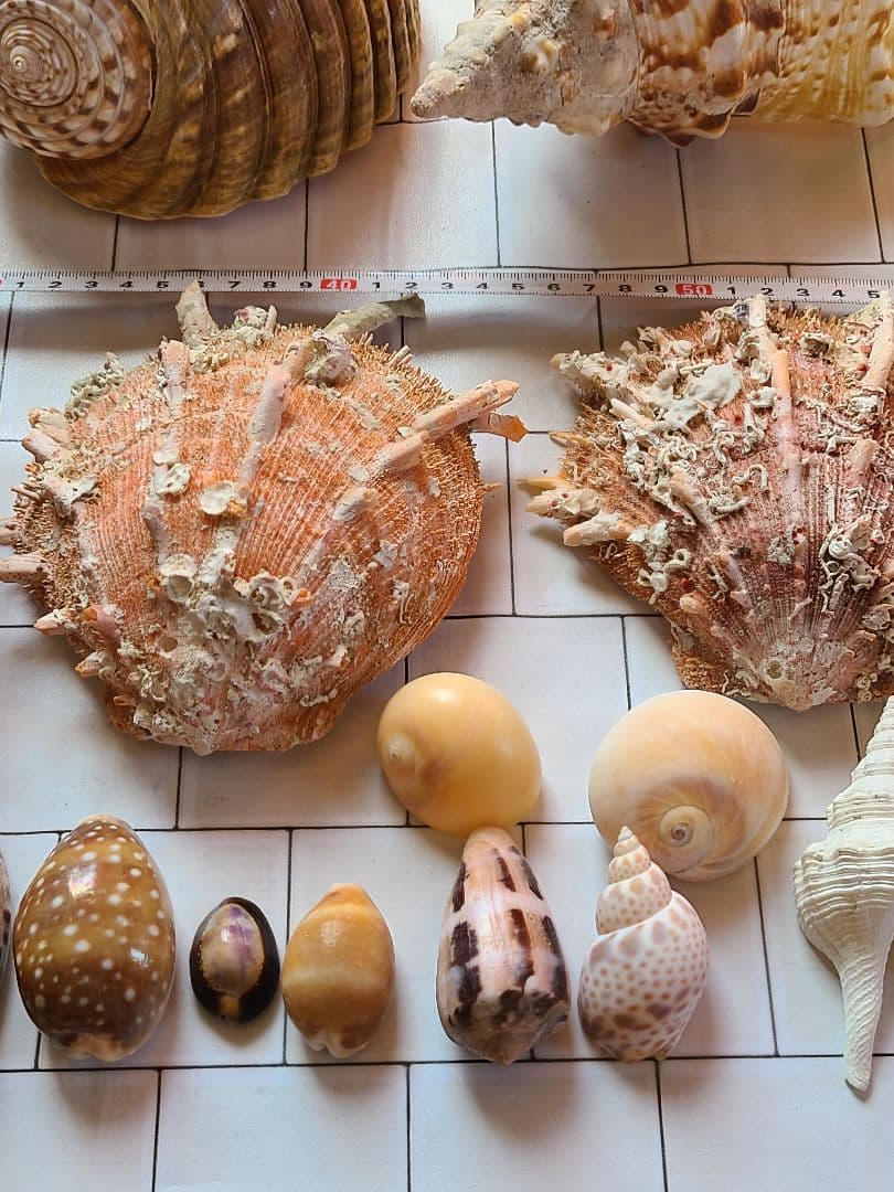 五島列島!特大! 貝殻 貝 標本 コレクション タカラガイ アンティーク 化石