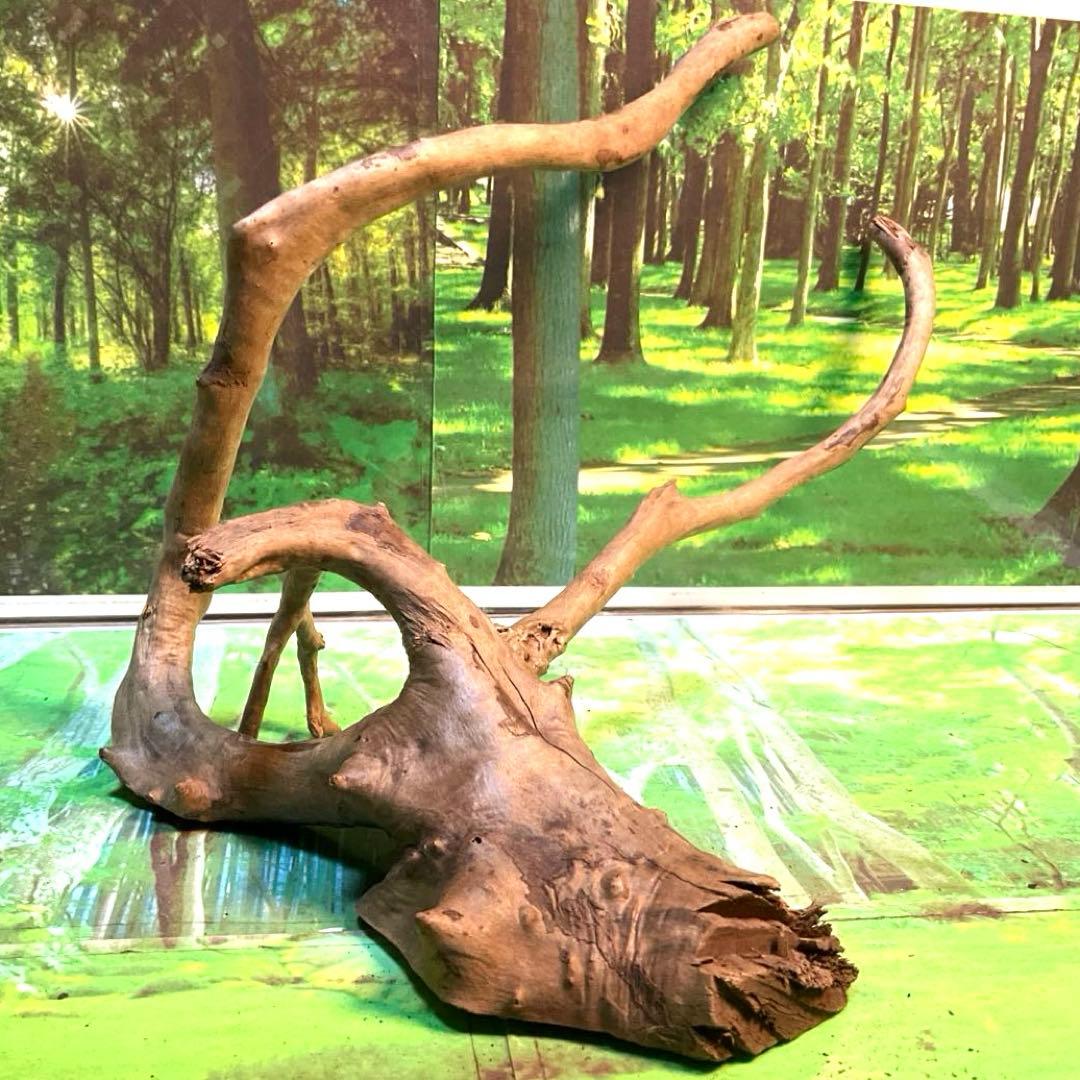 天然水槽用流木 流れるような枝が美しい中サイズブランチウッド 煮沸