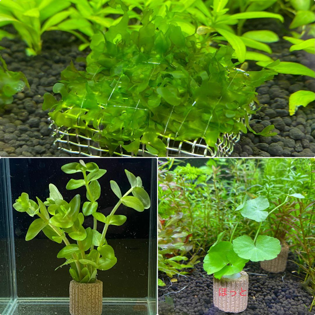 水草3点セット - メルカリ