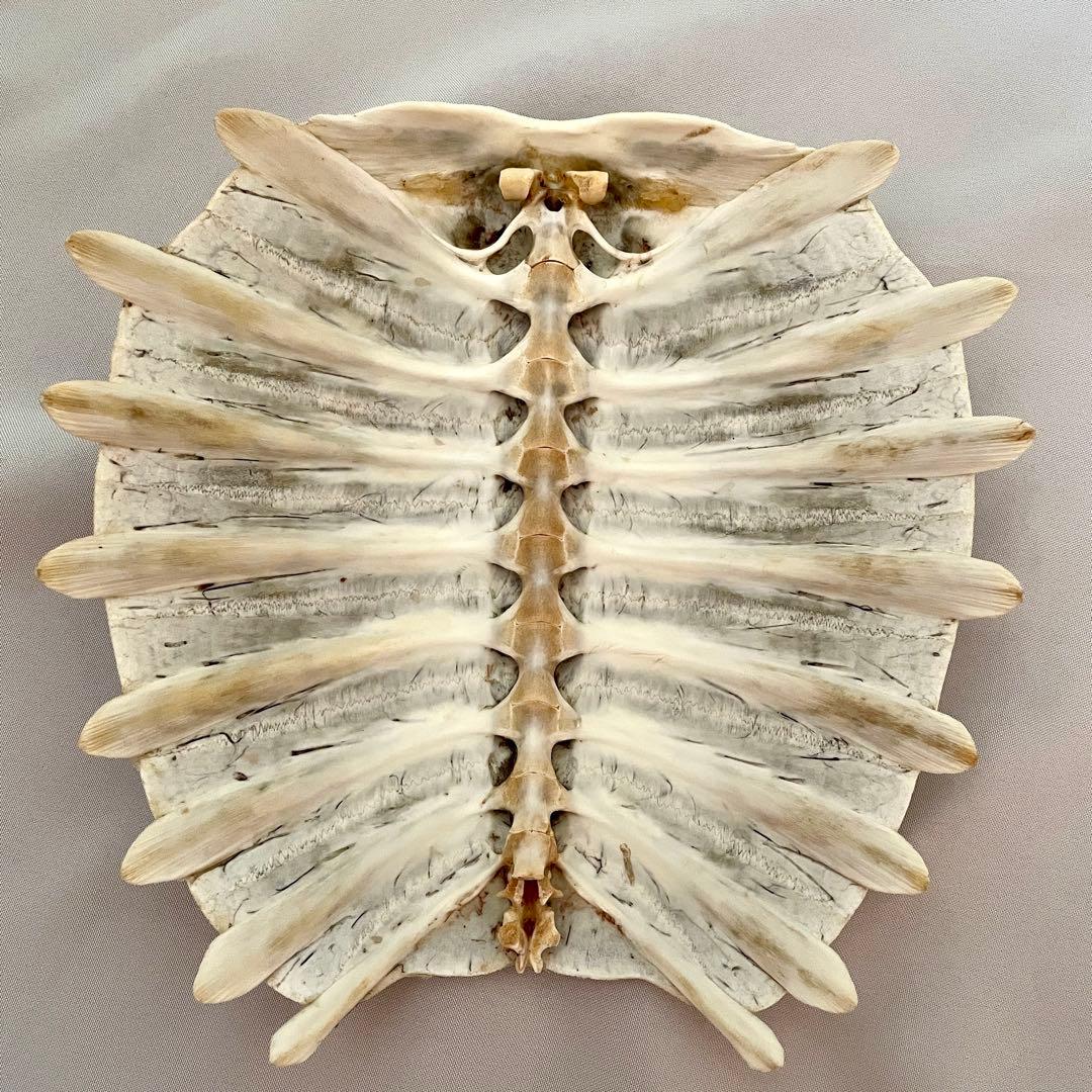 大型】亀 カメ 骨格標本 スッポン 甲羅 骨 標本 - メルカリ