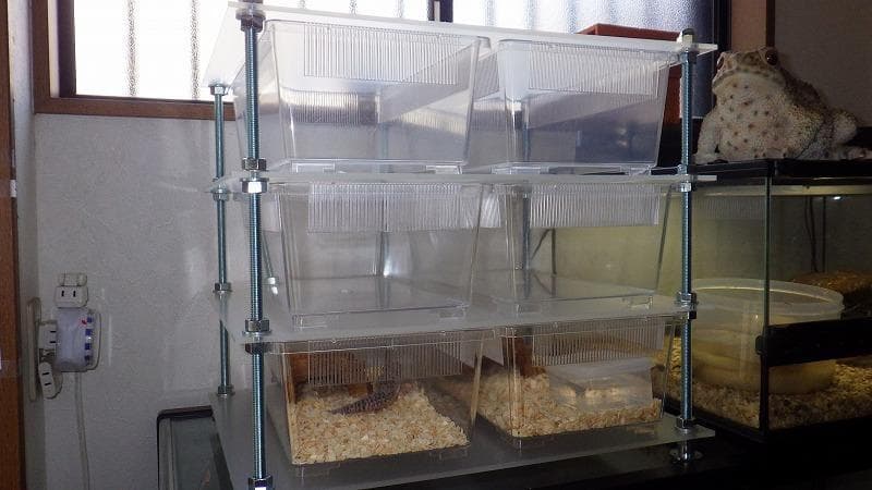 最終在庫】レオパ、ヘビの飼育ケージ スネークラック