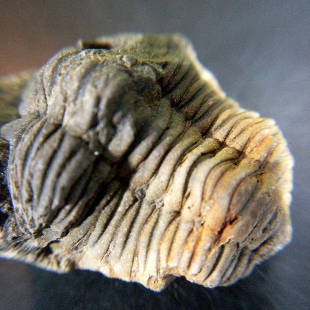 三葉虫 化石 fossil ボリビア産 trilobite 海生動物個体⑩