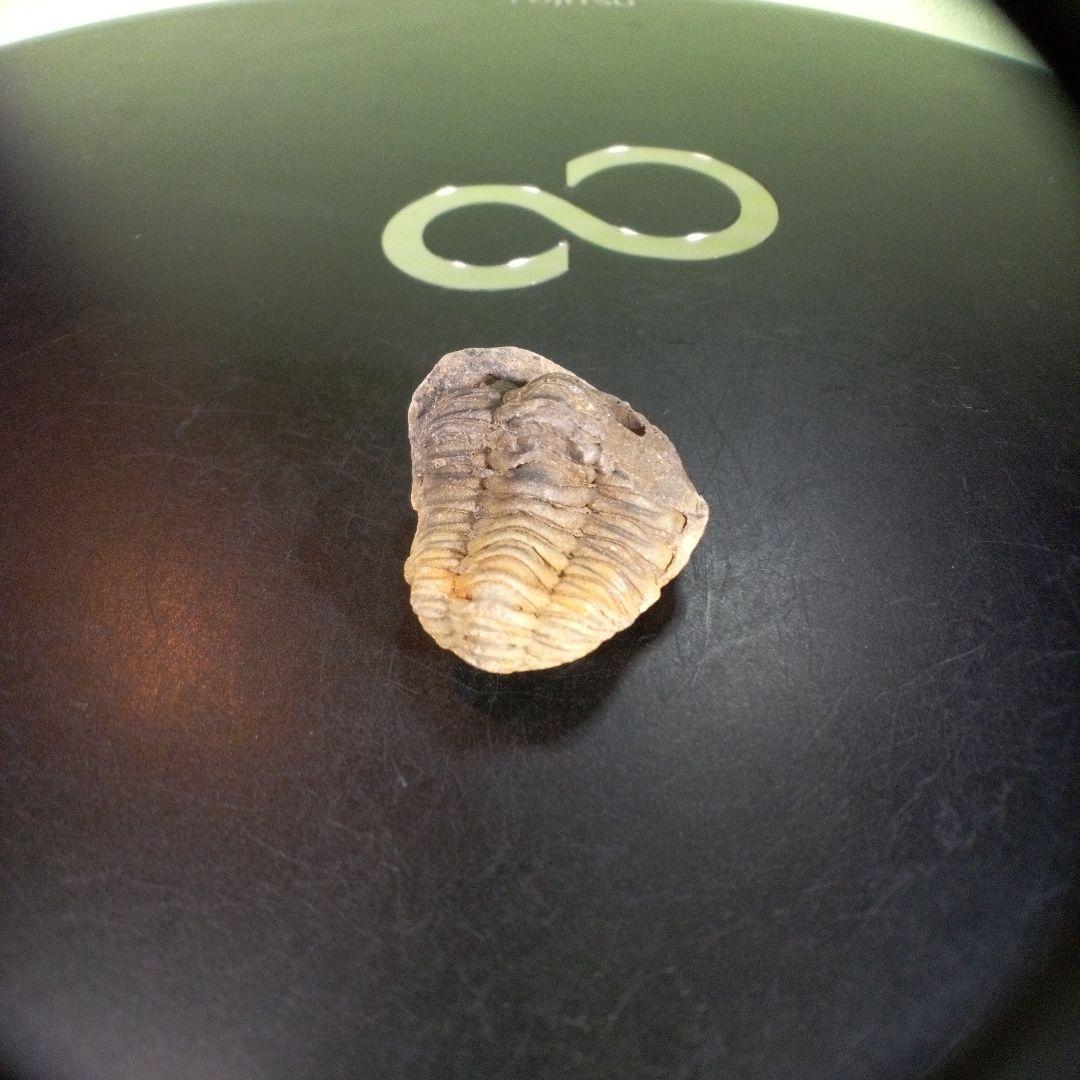 三葉虫 化石 fossil ボリビア産 trilobite 海生動物個体⑩