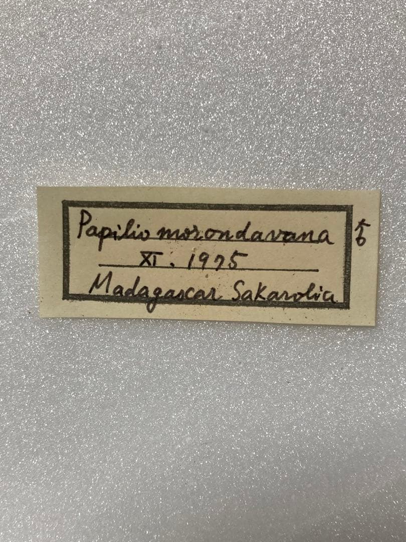 珍品】モロニド・バーナ（1オス、マダガスカル産）