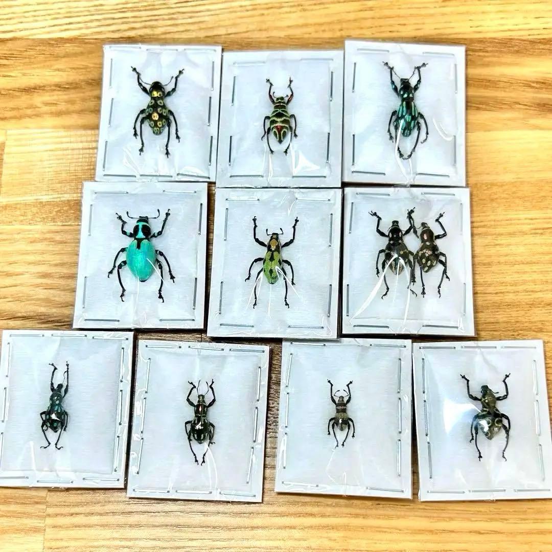 01112 カタゾウムシ 10種セットB